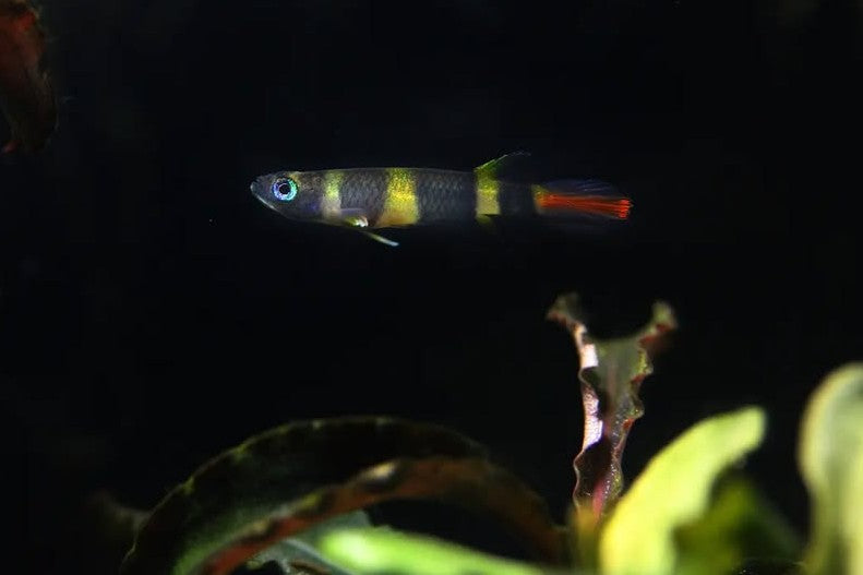 Killifische