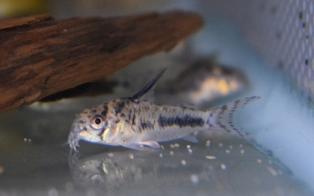 Sipaliwini-Panzerwels – Corydoras sipaliwini