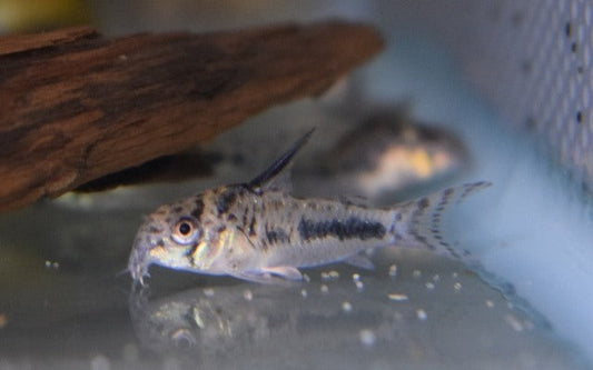 Sipaliwini-Panzerwels – Corydoras sipaliwini | Seltener Zierfisch mit kontrastreicher Punktzeichnung & friedlichem Wesen