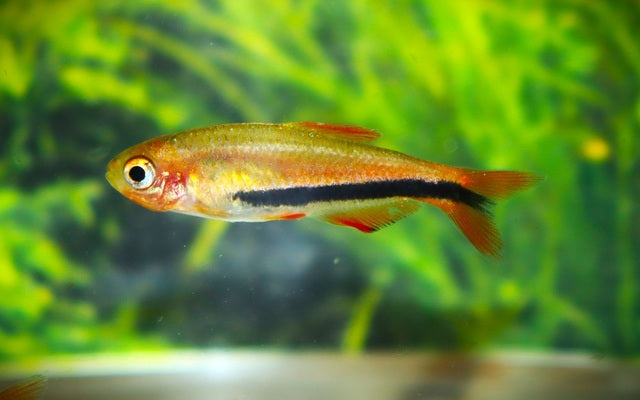 Black Arrow Königssalmler – Inpaichthys kerri