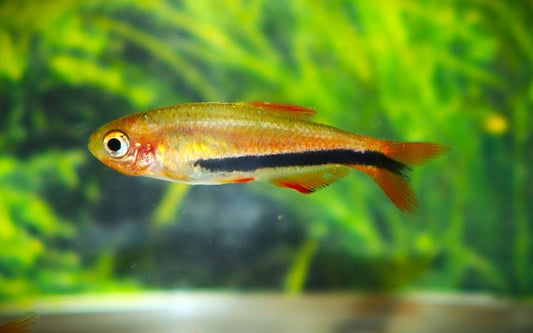 Black Arrow Königssalmler – Inpaichthys kerri
