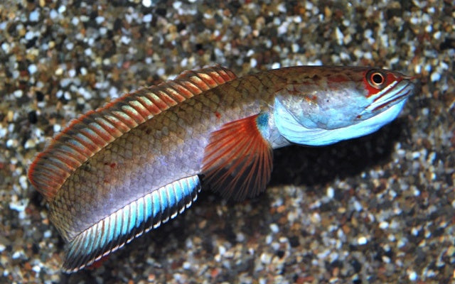 Channa Pyrophthalmus sp. „Fire and Ice“