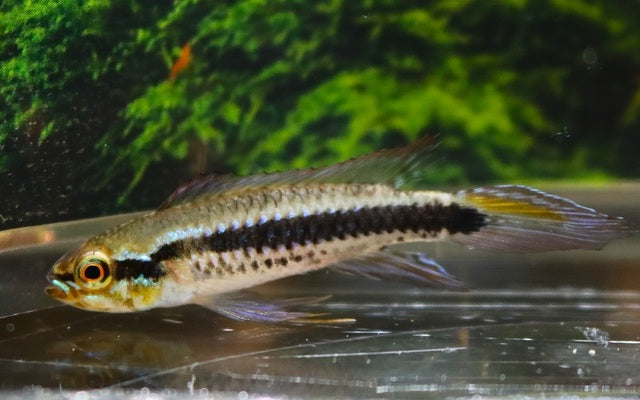 Torpedo-Zwergbuntbarsch (Taeniacara candidi)