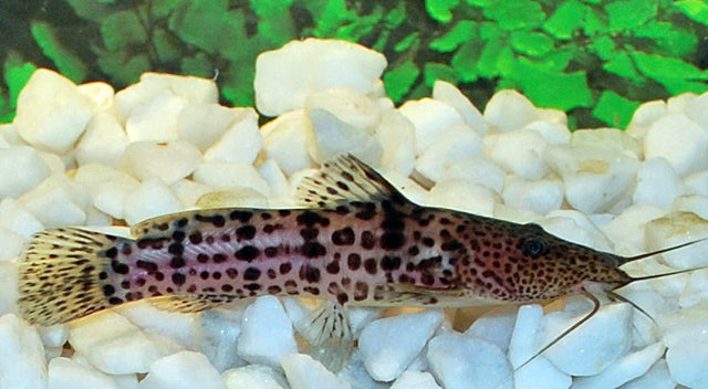 Zwerg-Giraffenwels – Notoglanidium macrostoma