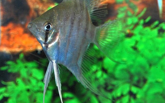 Skalar Leopoldi – Pterophyllum leopoldi