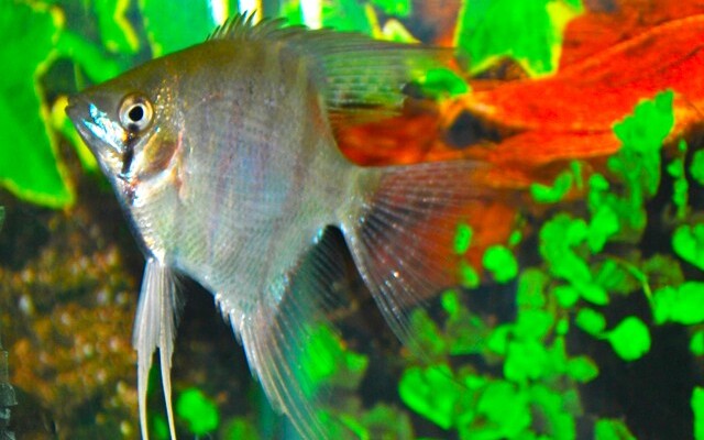 Skalar Leopoldi – Pterophyllum leopoldi