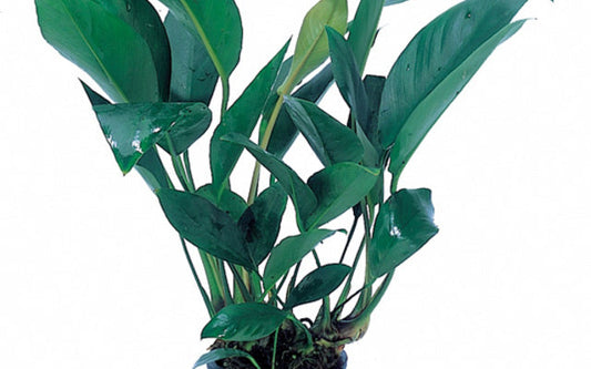 Anubias congensis XL Topf