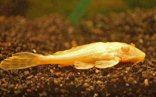 Waben-Schilderwels Albino – Pterygoplichthys gibbiceps