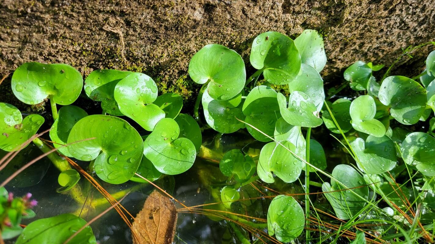 Heteranthera reniformis - schwimmendes Trugkölbchen