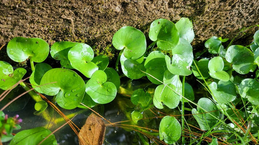 Heteranthera reniformis - schwimmendes Trugkölbchen