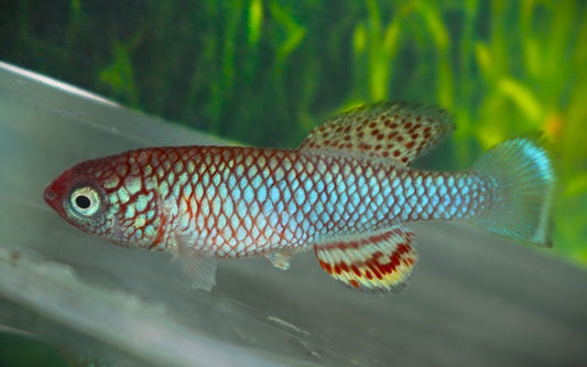 Nothobranchius boklundi Iuangwa Valley | Seltener, farbintensiver Killifisch