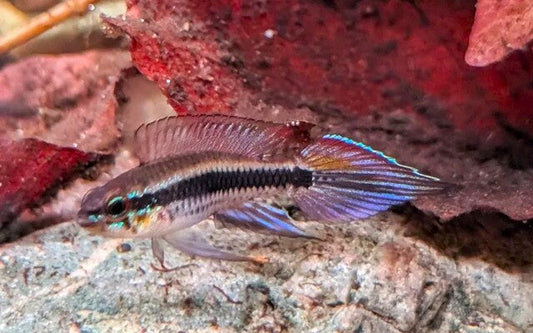 Torpedo-Zwergbuntbarsch (Taeniacara candidi)