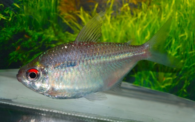 Silber Tetra Kolumbien Wildfang – Gymnocorymbus cf. colombia