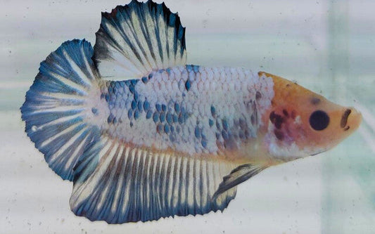 Kampffisch Plakat Pearl Blue – Betta sp. | Kurzflossige Zuchtform mit perlmuttblauem Glanz