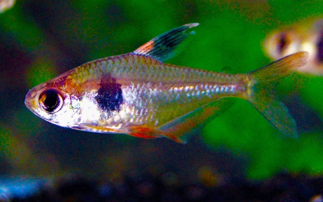 Coffee-Bean Salmler Wildfang – Hyphessobrycon takasei