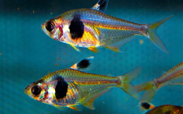 Coffee-Bean Salmler Wildfang – Hyphessobrycon takasei