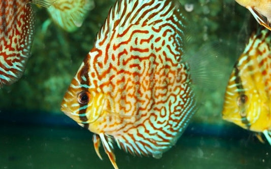 Diskus Pantera – Symphysodon aequifasciatus