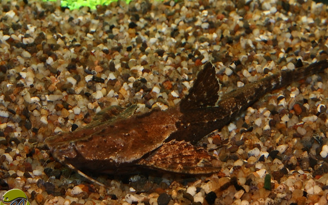 Zweifarbiger Bratpfannenwels – Bunocephalus coracoideus