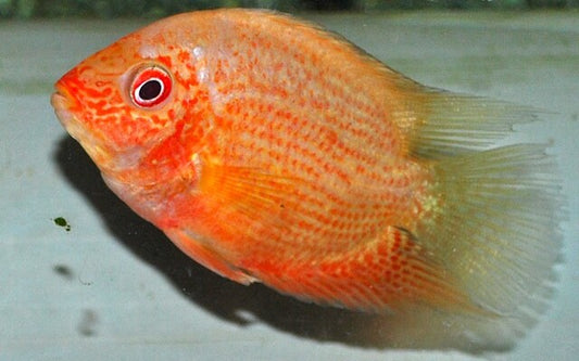 Red Spotted Augenfleckenbuntbarsch – Heros sp. ‘Red Spotted’