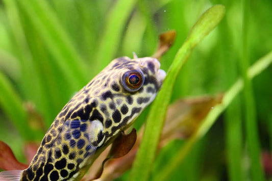 Goldringel-Kugelfisch (Tetraodon mbu) S