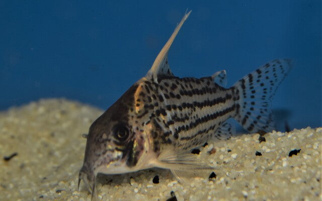 Panzerwels Super Schwartzi Highfin – Corydoras schwartzi Highfin