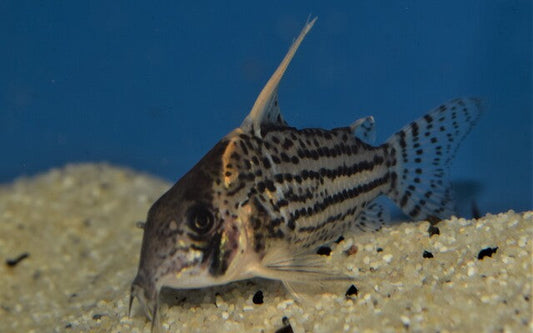 Panzerwels Super Schwartzi Highfin – Corydoras schwartzi Highfin | Edler Wildfang mit hoher Rückenflosse & elegantem Muster