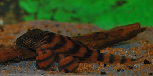 L397 Tangerine Tiger Pleco – Panaqolus sp. | Orangefarbener Tigerwels & Holzfresser