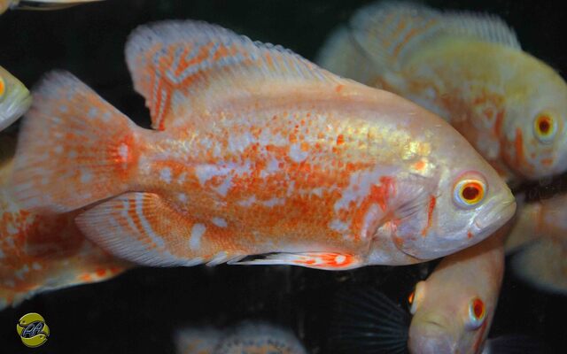 Pfauenaugen-Buntbarsch Albino – Astronotus ocellatus ‘Albino’