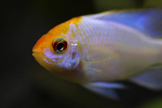 Schmetterlingsbuntbarsch Electric Blue – Mikrogeophagus ramirezi ‘Electric Blue’ | Intensiv leuchtender, friedlicher Zwergbuntbarsch
