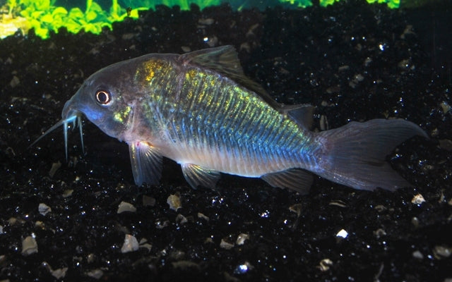 Smaragdpanzerwels – Corydoras splendens