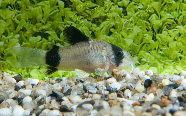 Panda-Panzerwels – Corydoras panda