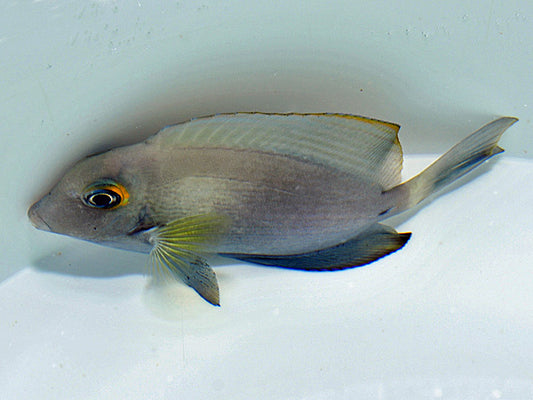 Acanthurus auranticavus – Orangefleck-Doktorfisch