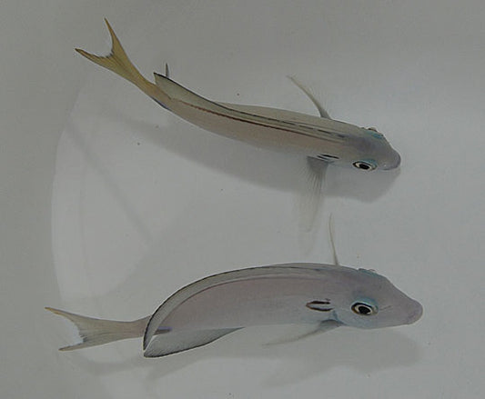 Acanthurus tennentii – Tennents Doktorfisch