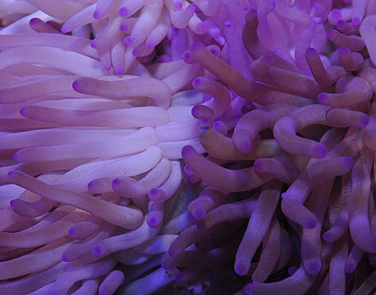 Condylactis gigantea – Karibische Riesenanemone