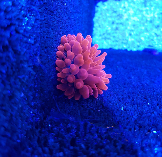 Entacmaea quadricolor – Blasenanemone