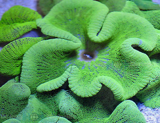 Stichodactyla spp. (Grün)