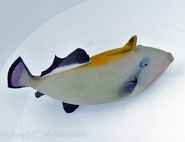 Indischer Drückerfisch (Melichthys indicus)