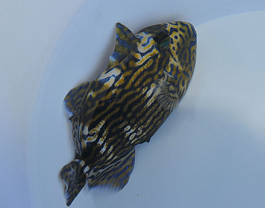 Blaustreifen-Drückerfisch (Pseudobalistes fuscus)