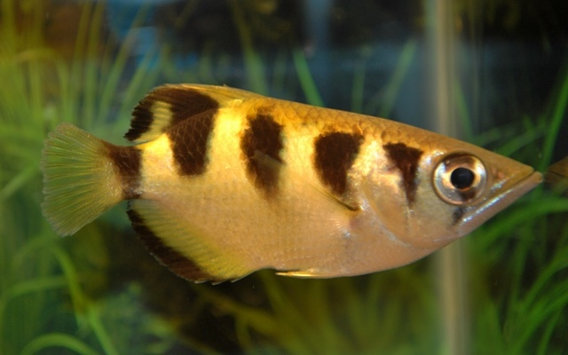 Schützenfisch (Toxotes jaculatrix)