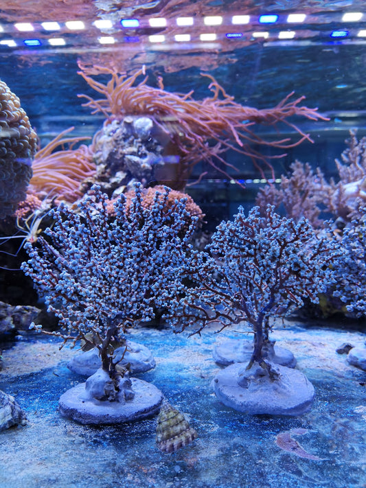 Acalycigorgia sp. blau