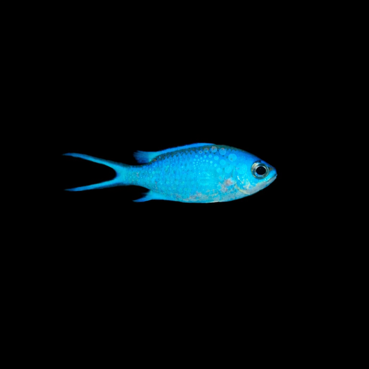 Azurina (ehemals Chromis) cyanea - Blaues Schwalbenschwänzchen