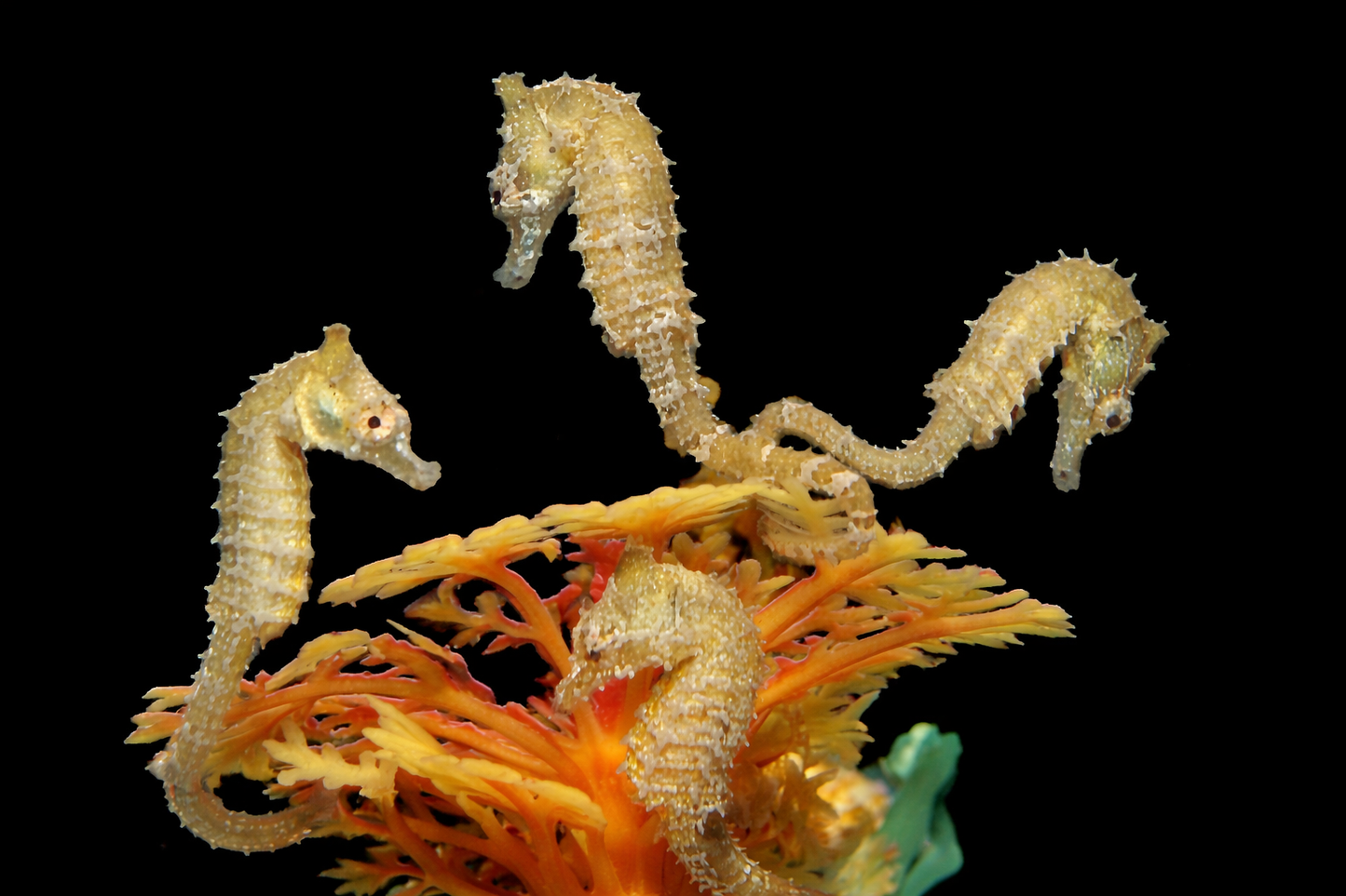 Hippocampus zosterae – Zwergseepferdchen (Nachzuchten)