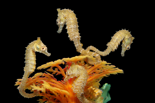 Hippocampus zosterae – Zwergseepferdchen (Nachzuchten)