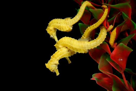 ´Hippocampus reidi – Seepferdchen (NZ)