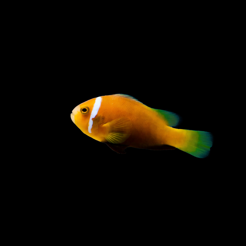 Amphiprion nigripes – Malediven-Anemonenfisch