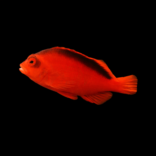 Neocirrhites armatus - Feuer-Korallenwächter