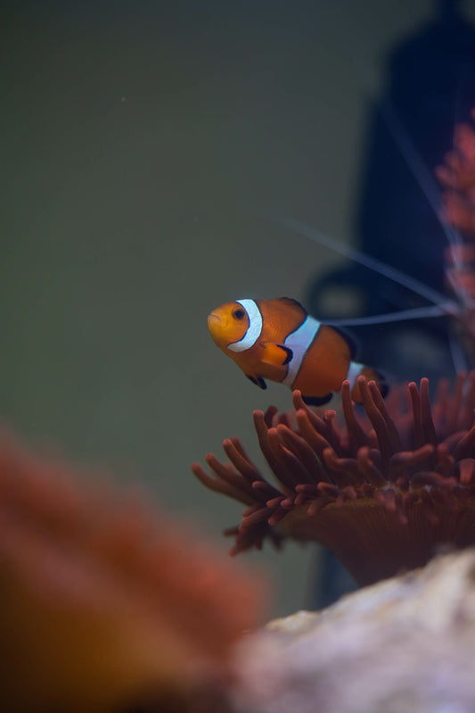 Amphiprion ocellaris Nachzucht - falscher Clownfisch