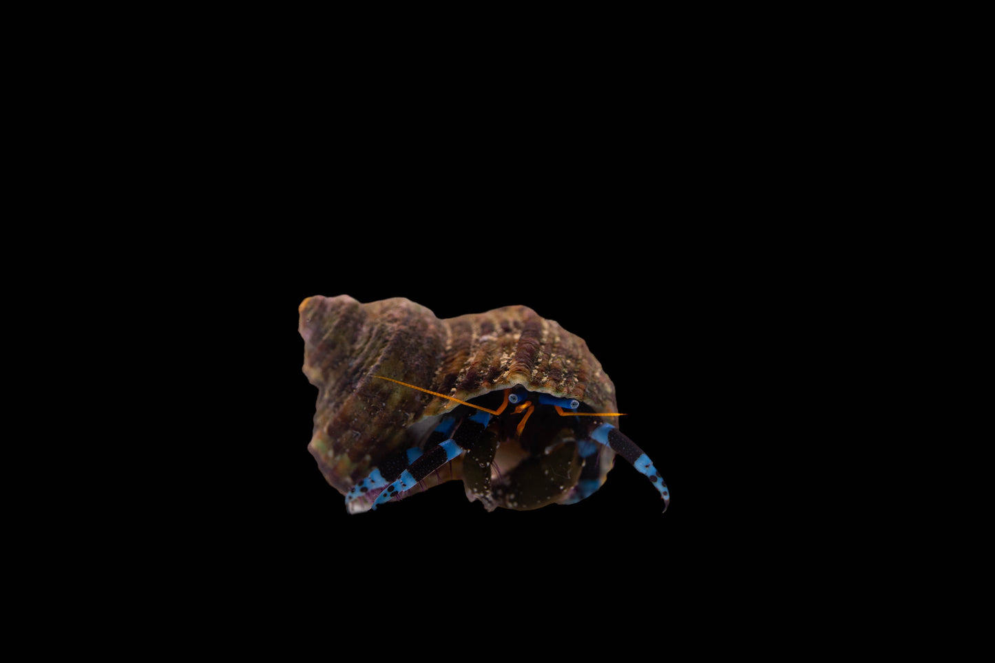 Calcinus elegans – Blauer Helloween-Einsiedlerkrebs