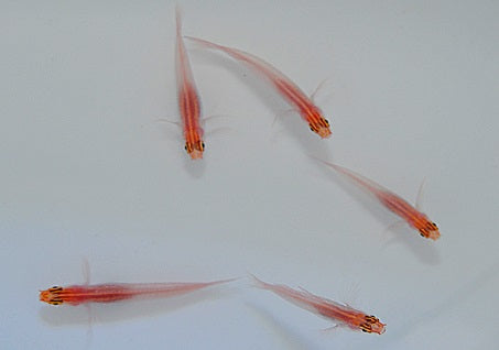 Schwarzbauchgrundel (Eviota atriventris)
