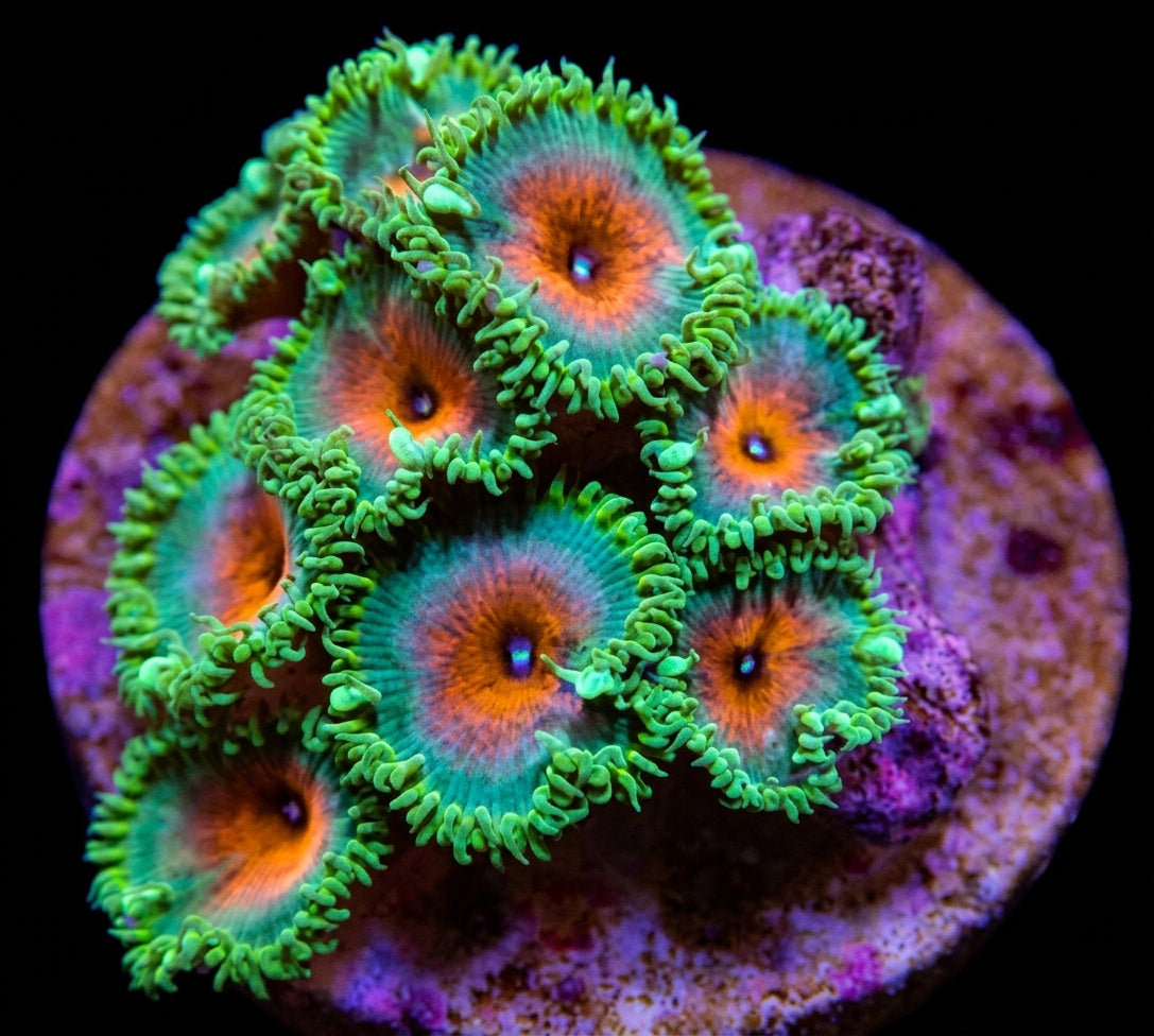 Krustenanemonen (Palythoa spp. Captain America) (frag)